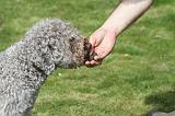 LAGOTTO CAVAGE 074